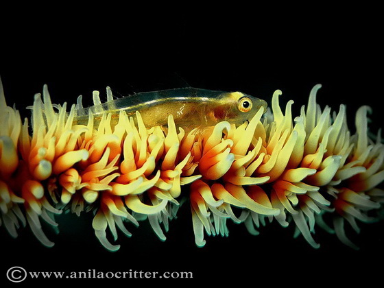 Divers and Critters - Anilao Diving Underwater Photography,Anilao Batangas.